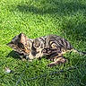 animal, cat, cute, feather, feline, grass, green, leisure, nature, outdoor, paw, pet, playful, relaxing, striped, summer, sunlight, tabby, toy, whiskers