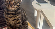Akaza a rejoint le concours — aidez-le/la à gagner de superbes lots ! animal, cat, chair, cozy, curious, cushion, cute, domestic, floor, furniture, indoor, living_room, modern, natural_light, pet, sitting, striped, tabby_cat, table, window