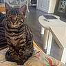 animal, cat, chair, cozy, curious, cushion, cute, domestic, floor, furniture, indoor, living_room, modern, natural_light, pet, sitting, striped, tabby_cat, table, window