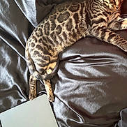 Akaza participe au concours pour gagner de l'argent avec cette photo : bengal_cat, cat, pet, animal, feline, striped, spotted, relaxed, lying_down, leather, couch, indoor, macbook, technology, silver, resting, sleepy, cozy, home, closeup