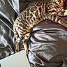bengal_cat, cat, pet, animal, feline, striped, spotted, relaxed, lying_down, leather, couch, indoor, macbook, technology, silver, resting, sleepy, cozy, home, closeup