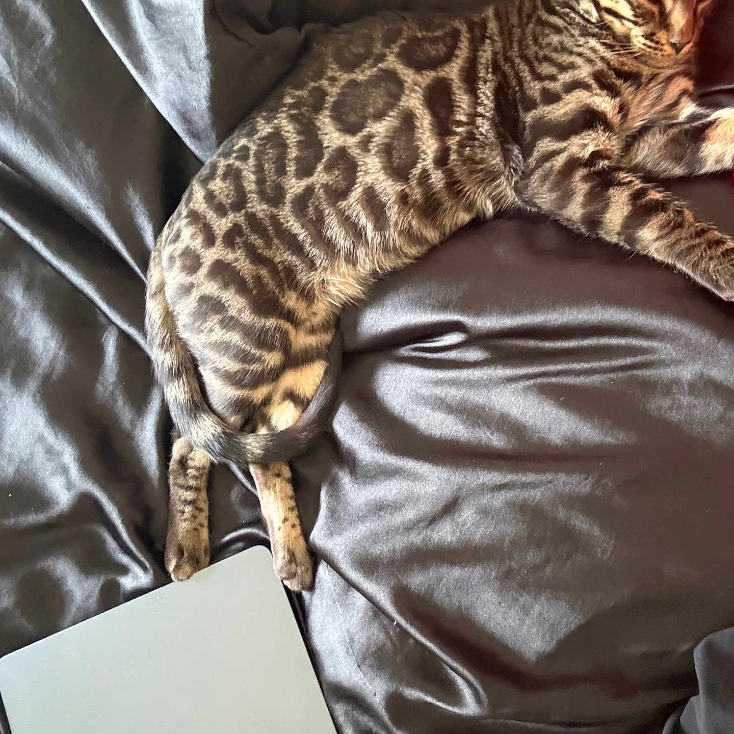 Akaza participe au concours pour gagner de l'argent avec cette photo : bengal_cat, cat, pet, animal, feline, striped, spotted, relaxed, lying_down, leather, couch, indoor, macbook, technology, silver, resting, sleepy, cozy, home, closeup
