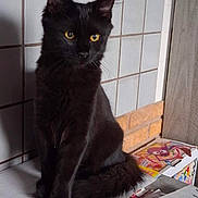 Amande a rejoint le concours — aidez-le/la à gagner de superbes lots ! black_cat, cat, yellow_eyes, sitting, indoor, table, papers, box, tile_wall, curious, pet, feline, domestic, fur, whiskers, animal, cute, shadow, still_life, quiet