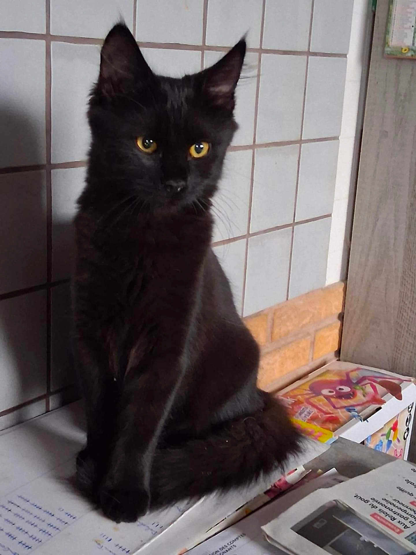 Amande a rejoint le concours — aidez-le/la à gagner de superbes lots ! black_cat, cat, yellow_eyes, sitting, indoor, table, papers, box, tile_wall, curious, pet, feline, domestic, fur, whiskers, animal, cute, shadow, still_life, quiet