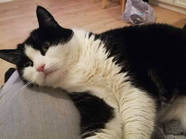 Chaussette a rejoint le concours — aidez-le/la à gagner de superbes lots ! carnivore, cat, claw, comfort, domestic_short_haired_cat, felidae, foot, fur, nap, paw, small_to_medium_sized_cats, tail, terrestrial_animal, whiskers