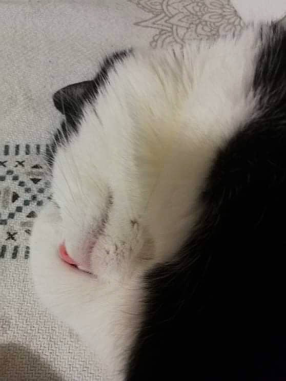 Chaussette participe au concours pour gagner de l'argent avec cette photo : carnivore, cat, claw, comfort, domestic_short_haired_cat, ear, felidae, fur, nap, paw, sleep, small_to_medium_sized_cats, tail, whiskers