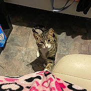 Akilo is registered to the contest to win money with this photo: animal, attention, black, blanket, cat, cozy, curious, domestic, feline, floor, hearts, indoor, looking_up, paw, pet, pink, reaching, tabby_cat, tile_floor, white