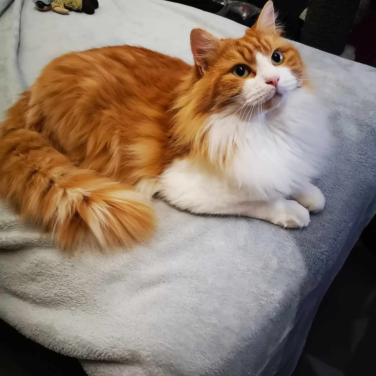 Rourou participe au concours pour gagner de l'argent avec cette photo : abyssinian, angora, animal, bed, blanket, cat, computer, couch, cushion, electronics, furniture, hardwood, homedecor, kitten, linen, manx, pet, siamese, towel, wood