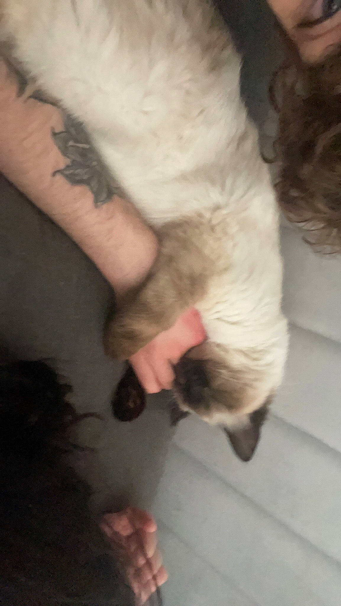 Misty is registered to the contest to win money with this photo: carnivore, cat, claw, companion_dog, dog_breed, elbow, felidae, foot, fur, gesture, human_leg, nail, paw, siamese, small_to_medium_sized_cats, tail, temporary_tattoo, toe, whiskers, wrist