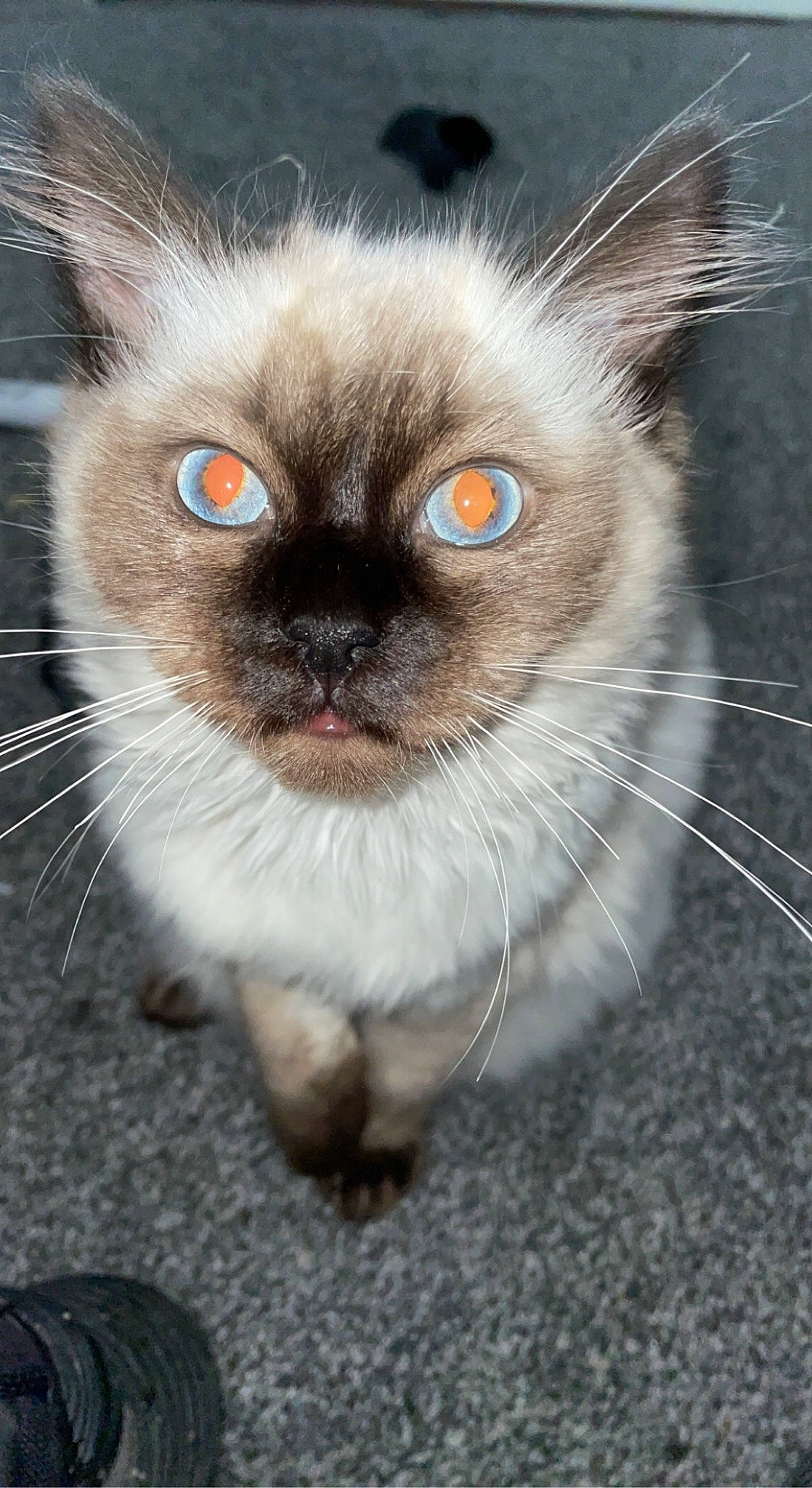 Misty is registered to the contest to win money with this photo: balinese, birman, carnivore, cat, curious, eyelash, fawn, felidae, fur, head, iris, siamese, small_to_medium_sized_cats, snout, terrestrial_animal, thai, whiskers, wildlife