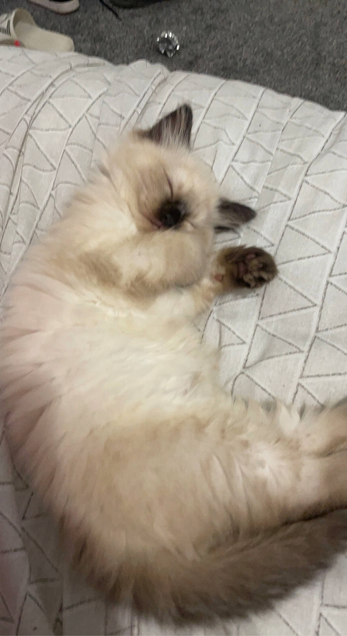 Misty is registered to the contest to win money with this photo: canidae, carnivore, cat, comfort, companion_dog, dog_breed, fawn, felidae, flooring, fur, non_sporting_group, ragdoll, selkirk_rex, small_to_medium_sized_cats, snout, tail, terrestrial_animal, toy_dog, whiskers, working_animal