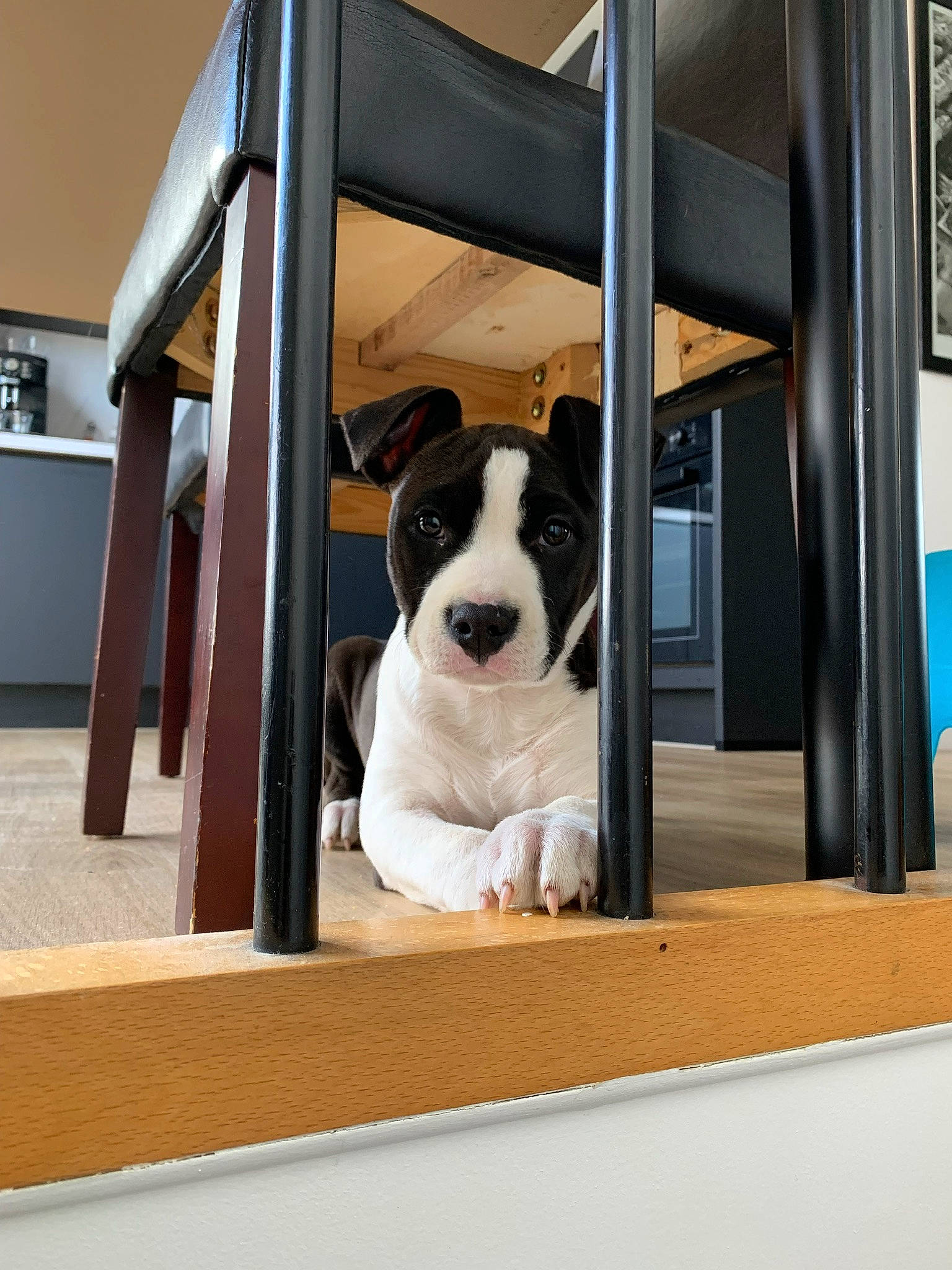 Syrah participe au concours pour gagner de l'argent avec cette photo : art, canidae, carnivore, companion_dog, dog, dog_breed, door, fawn, flooring, giant_dog_breed, hardwood, home_door, rectangle, room, sporting_group, stairs, vehicle_door, window, wood, working_animal