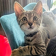 Loki participe au concours pour gagner de l'argent avec cette photo : animal, blue, cat, chair, collar, curious, cute, domestic, ears, fur, furniture, indoor, kitten, looking, paws, pet, relaxed, tabby, whiskers, young