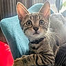animal, blue, cat, chair, collar, curious, cute, domestic, ears, fur, furniture, indoor, kitten, looking, paws, pet, relaxed, tabby, whiskers, young