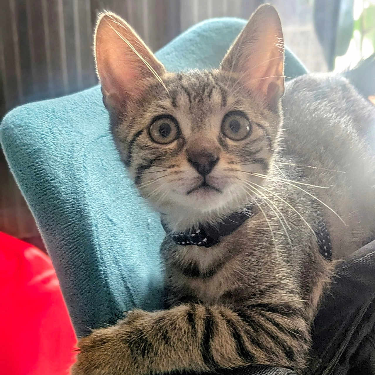 Loki