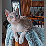 Flash participe au concours pour gagner de l'argent avec cette photo : cat, blue_eyes, furniture, blanket, indoor, cozy, living_room, curious, pet, animal, couch, wooden_paneling, decor, window, plant, lamp, relaxing, fur, domestic_cat, orange_stripes