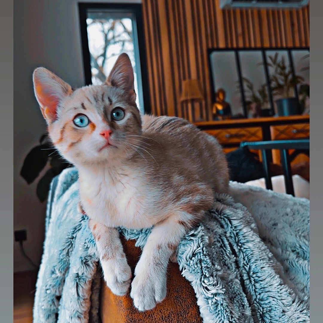 Flash participe au concours pour gagner de l'argent avec cette photo : cat, blue_eyes, furniture, blanket, indoor, cozy, living_room, curious, pet, animal, couch, wooden_paneling, decor, window, plant, lamp, relaxing, fur, domestic_cat, orange_stripes