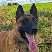 Rex a rejoint le concours — aidez-le/la à gagner de superbes lots ! dog, belgian_malinois, tongue_out, grass, field, sky, clouds, tree, outdoor, sunny, pet, collar, animal, canine, nature, lying_down, happy, portrait, daytime, closeup