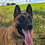 dog, belgian_malinois, tongue_out, grass, field, sky, clouds, tree, outdoor, sunny, pet, collar, animal, canine, nature, lying_down, happy, portrait, daytime, closeup