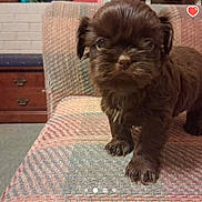 Job joined the competition — help win amazing prizes! adorable, animal, brown_puppy, carpet, closeup, companion, couch, cute, dog, front_view, fur, furniture, home, indoor, looking, pet, playful, puppy, small_dog, young_dog