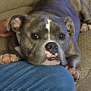 Chiquez joined the competition — help win amazing prizes! dog, pitbull, brindle, canine, face, nose, eyes, paw, ear, close_up, couch, sofa, indoor, pet, resting, chin_on_knee, denim, human_hand, yearning_expression, short_muzzle