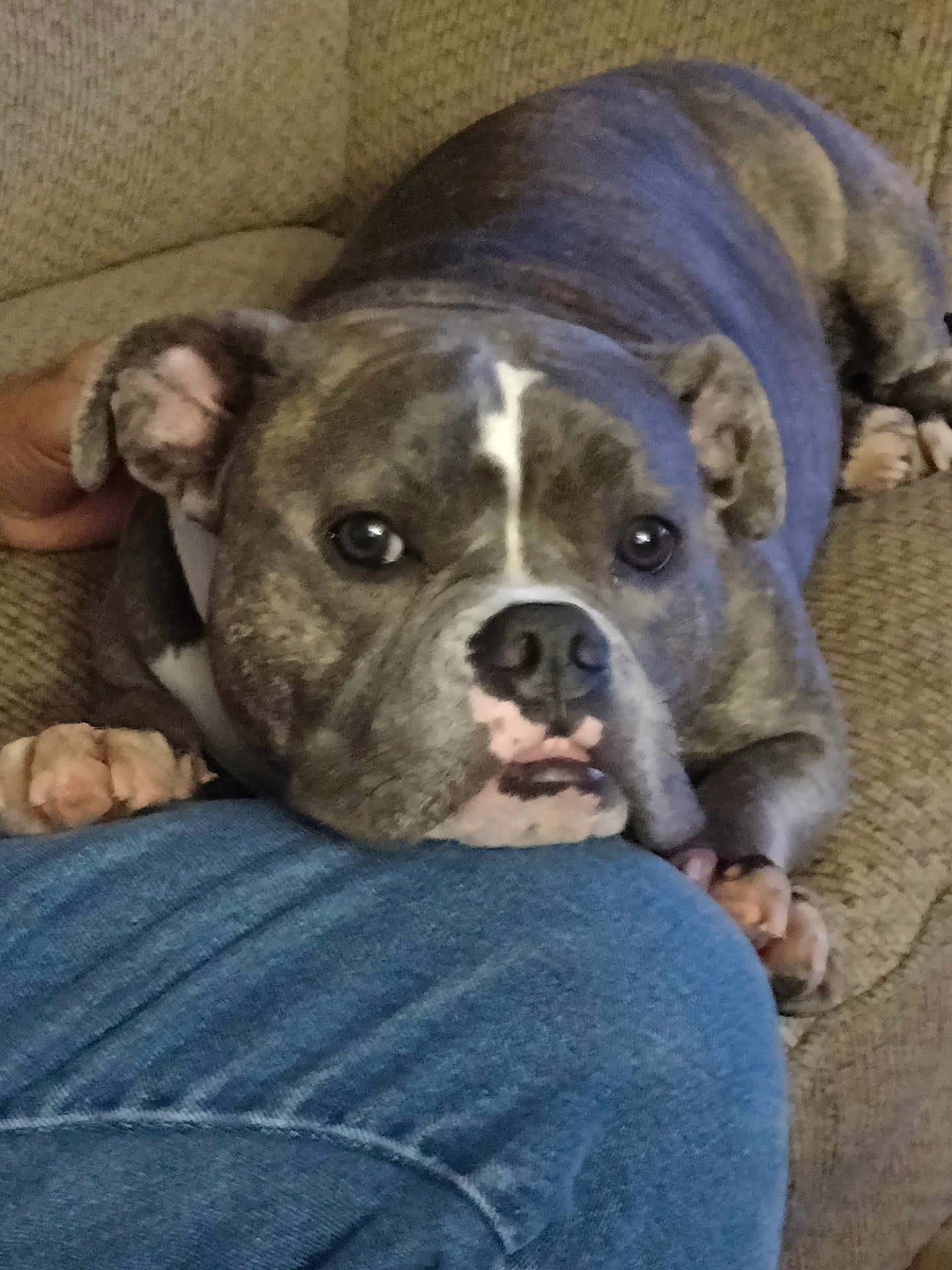 Chiquez joined the competition — help win amazing prizes! dog, pitbull, brindle, canine, face, nose, eyes, paw, ear, close_up, couch, sofa, indoor, pet, resting, chin_on_knee, denim, human_hand, yearning_expression, short_muzzle