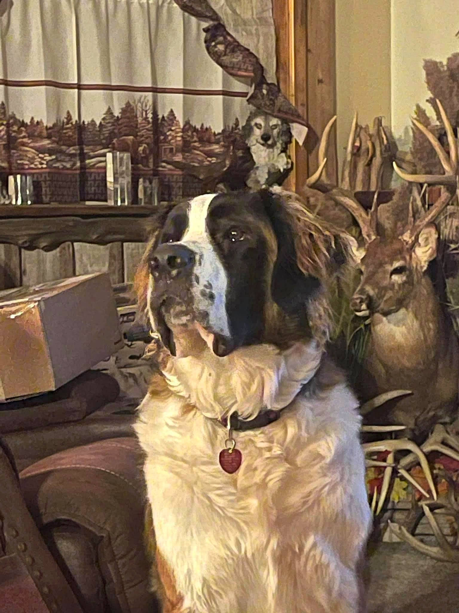 Ranger joined the competition — help win amazing prizes! antler, bicycle_wheel, canidae, carnivore, companion_dog, curtain, deer, dog, dog_breed, elk, english_setter, fur, gun_dog, horn, natural_material, pointing_breed, snout, sporting_group, window_treatment, working_animal
