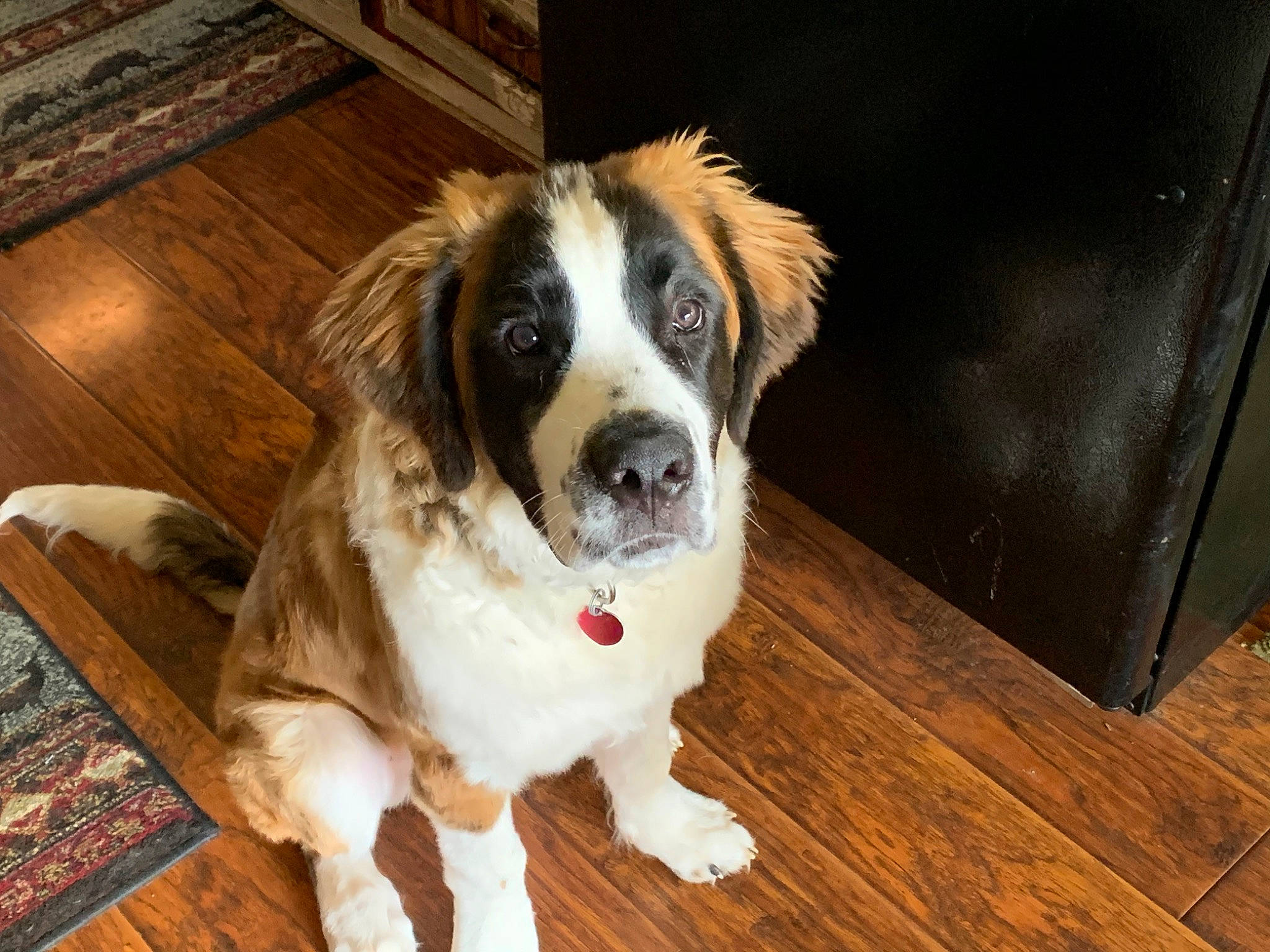 Ranger is registered to the contest to win money with this photo: canidae, carnivore, companion_dog, dog, dog_breed, drentse_patrijshond, floor, fur, mammal, moscow_watchdog, nose, pyrenean_mastiff, rafeiro_do_alentejo, rare_breed_dog, snout, sporting_group, st_bernard, vertebrate, wood