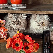 Lulu And Lefty is registered to the contest to win money with this photo: cat, cordless_phone, curious, decor, doll, flowers, fluffy_cat, furniture, glass_vase, home, indoor, orange, patterned_tablecloth, pet, red_candle, red_flowers, tablecloth, two_cats, vibrant, wooden_shelf