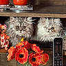 cat, cordless_phone, curious, decor, doll, flowers, fluffy_cat, furniture, glass_vase, home, indoor, orange, patterned_tablecloth, pet, red_candle, red_flowers, tablecloth, two_cats, vibrant, wooden_shelf