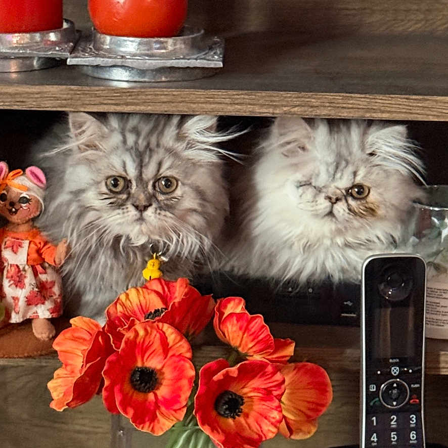 Lulu And Lefty is registered to the contest to win money with this photo: cat, cordless_phone, curious, decor, doll, flowers, fluffy_cat, furniture, glass_vase, home, indoor, orange, patterned_tablecloth, pet, red_candle, red_flowers, tablecloth, two_cats, vibrant, wooden_shelf
