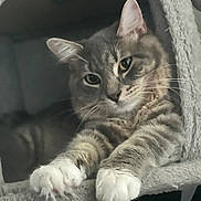 Yumi is registered to the contest to win money with this photo: animal, cat, cat_tree, close_up, cozy, cute, domestic_cat, fluffy, furry, gray_cat, green_eyes, indoor, lounging, pet, portrait, relaxed, scratching_post, tabby, whiskers, white_paws