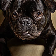 Loca a rejoint le concours — aidez-le/la à gagner de superbes lots ! animal, black_dog, canine, close_up, cute, dog, domestic_animal, expression, eyes, face, floor, fur, indoor, lying_down, pet, portrait, pug, shiny_fur, underbite, wooden_floor