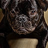 animal, black_dog, canine, close_up, cute, dog, domestic_animal, expression, eyes, face, floor, fur, indoor, lying_down, pet, portrait, pug, shiny_fur, underbite, wooden_floor
