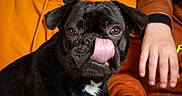 Loca a rejoint le concours — aidez-le/la à gagner de superbes lots ! animal, black_dog, brown_jacket, close_up, companion, cute, dog, domestic_animal, expression, face, friendly, fur, indoors, looking_at_camera, mammal, orange_hoodie, person_hand, pet, portrait, tongue_out