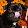 animal, black_dog, brown_jacket, close_up, companion, cute, dog, domestic_animal, expression, face, friendly, fur, indoors, looking_at_camera, mammal, orange_hoodie, person_hand, pet, portrait, tongue_out