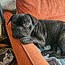 Loca participe au concours pour gagner de l'argent avec cette photo : animal, basket, black_dog, blanket, companion, couch, cozy, cute, dog, furniture, home, indoor, looking, orange_couch, pet, portrait, pug, relaxed, resting, table