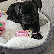 Loca a rejoint le concours — aidez-le/la à gagner de superbes lots ! puppy, dog, pet_bed, toy, indoor, black_dog, chew_toy, fluffy, cozy, relaxed, paw, cute, young_dog, canine, animal, resting, playful, carpet, soft, closeup