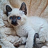 kitten, cat, siamese, blue_eyes, fur, whiskers, paws, tail, blanket, soft, cute, pet, animal, indoor, resting, young, feline, cozy, closeup, relaxed