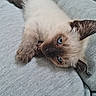 kitten, cat, siamese_cat, blue_eyes, fur, paw, sleepy, resting, pet, animal, cute, soft, gray_fabric, close_up, whiskers, young, domestic_cat, lying_down, relaxed, indoor