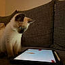 kitten, cat, siamese, tablet, screen, fish, couch, sofa, indoor, pet, animal, cute, blue_eyes, fur, whiskers, curious, sitting, cozy, brown, technology