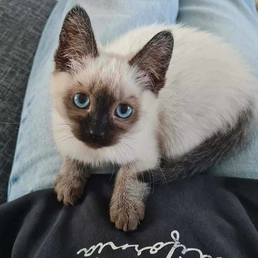 Nova