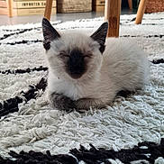 Nova a rejoint le concours — aidez-le/la à gagner de superbes lots ! kitten, cat, siamese, resting, closed_eyes, fluffy, white, black, rug, carpet, indoor, home, furniture, wooden_legs, cozy, cute, pet, animal, small, peaceful