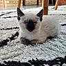 kitten, cat, siamese, resting, closed_eyes, fluffy, white, black, rug, carpet, indoor, home, furniture, wooden_legs, cozy, cute, pet, animal, small, peaceful