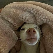 Sunny Ray is registered to the contest to win money with this photo: dog, puppy, white_dog, tan markings, blanket, cozy, sleepy, face, nose, whiskers, eyes, indoors, portrait, close_up, snuggling, soft_texture, bed, relaxed, funny_expression, pet