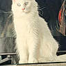 animal, blue_eyes, cabinet, cat, dark_background, ears, fluffy, fur, furniture, home, indoors, long_hair, looking_at_camera, pet, portrait, sitting, tail, vertical_photo, whiskers, white_cat