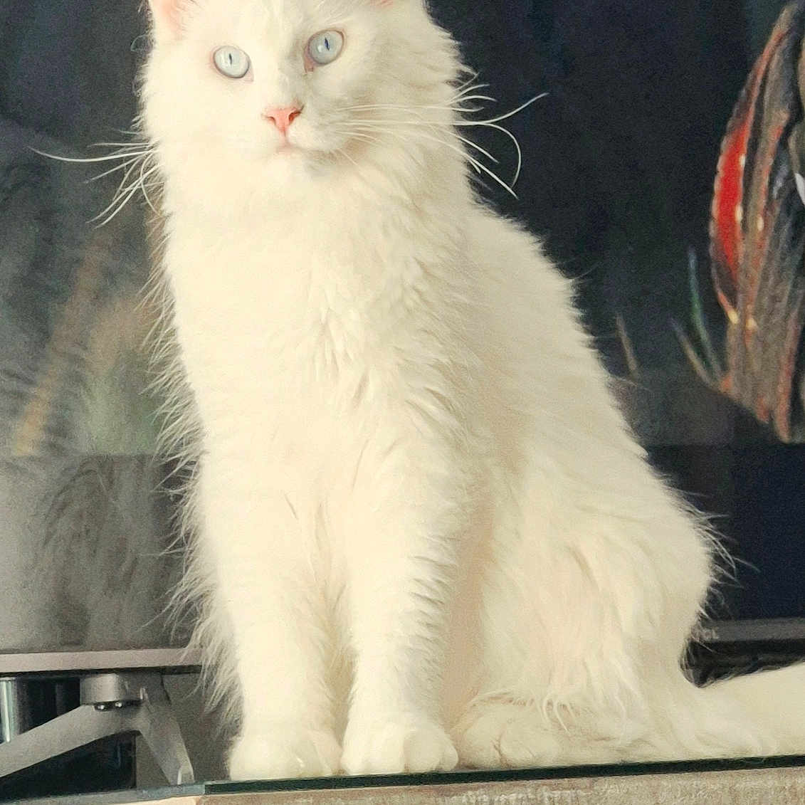Bella