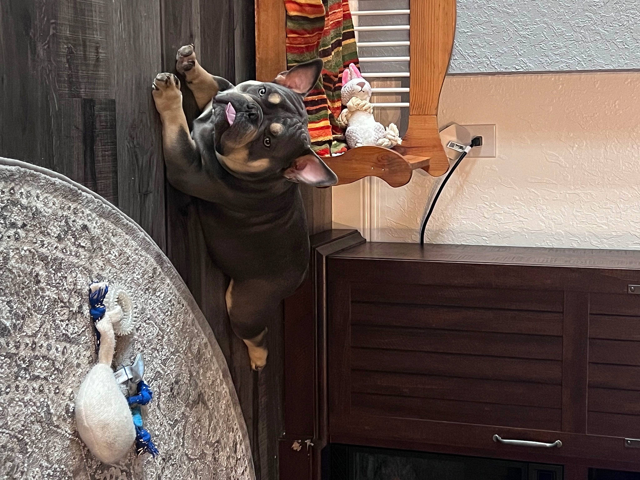 Tank is registered to the contest to win money with this photo: ball, companion_dog, eyewear, felidae, fun, fur, guard_dog, hat, human_leg, leg, leisure, room, sitting, sunglasses, tree, window_covering, wood