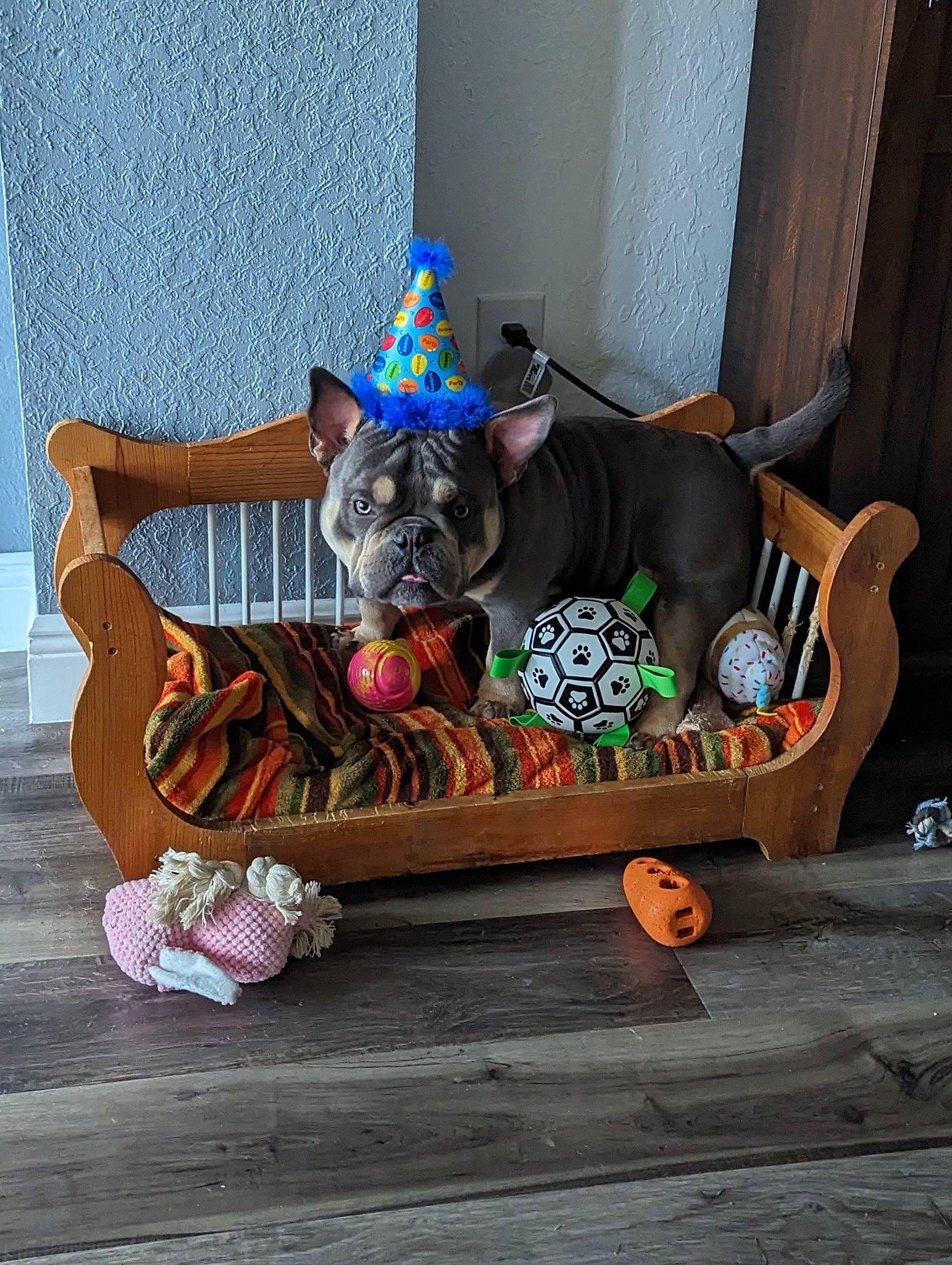 Tank joined the competition — help win amazing prizes! brown, canidae, carnivore, collar, companion_dog, dog, dog_breed, dog_clothes, dog_supply, fawn, felidae, party_hat, pet_supply, small_to_medium_sized_cats, snout, sporting_group, tail, toy_dog, whiskers, working_animal