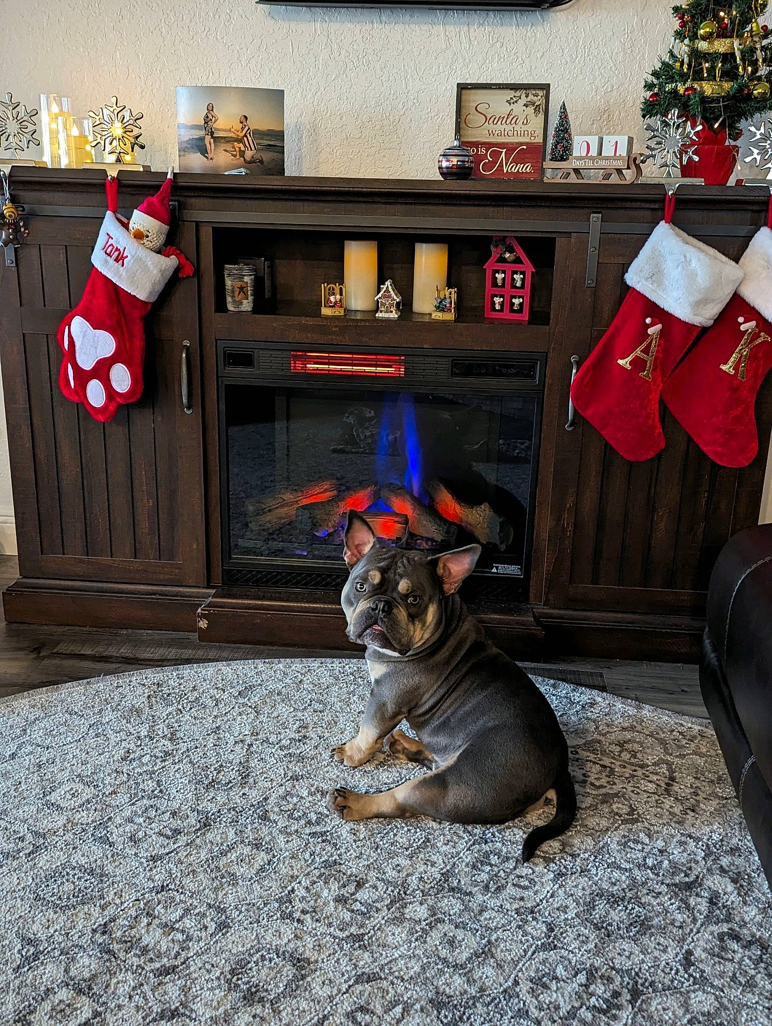 Tank is registered to the contest to win money with this photo: carnivore, christmas, christmas_decoration, christmas_eve, christmas_ornament, christmas_stocking, christmas_tree, dog, dog_breed, event, fawn, flooring, hat, holiday, holiday_ornament, living_room, ornament, tail, tree, wood